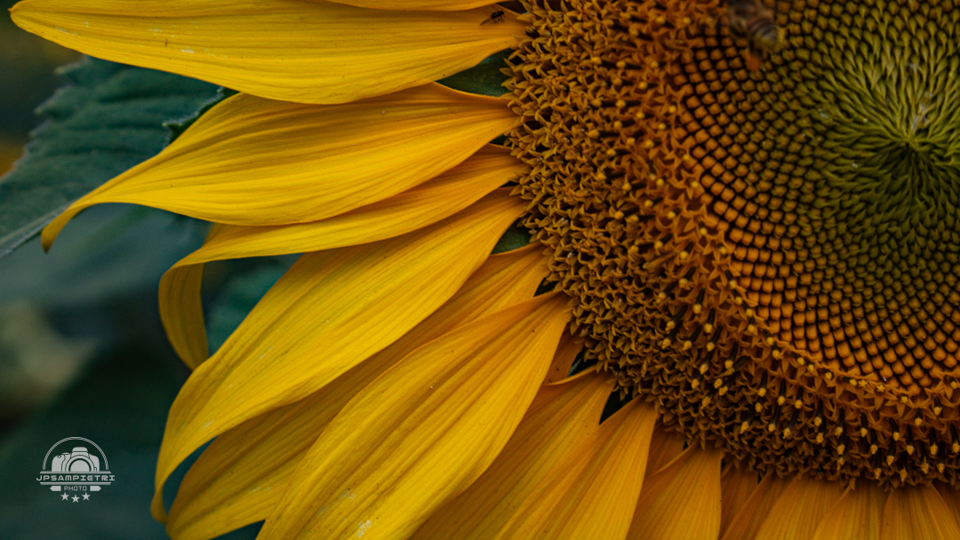 JPSampietri Photo Highlight 1